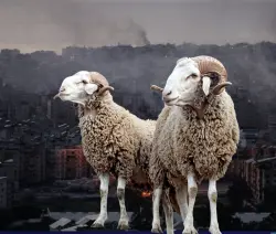 مهني.. تأثير حرب الخليج على أسعار الأضاحي غير مباشر وجد محدود ولن يشمل المواطن "الدرويش"